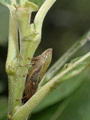 Omalophora pectoralis