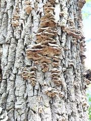 Trametes