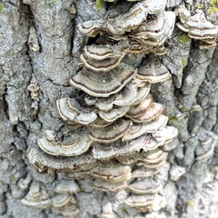 Trametes