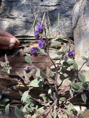 Phacelia humilis