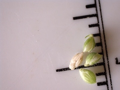Dichanthelium scoparium
