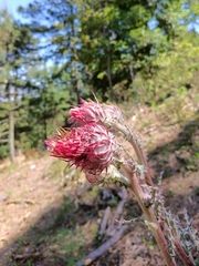 Cirsium novoleonense