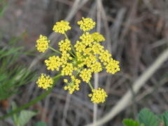 Harbouria trachypleura