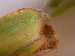 Dichanthelium scoparium