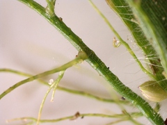 Dichanthelium scoparium