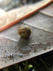 Cryptomastix germana