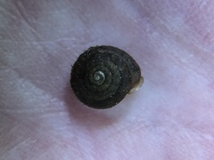 Cryptomastix germana