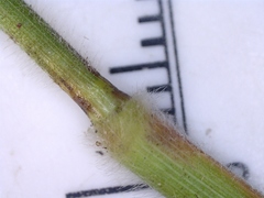 Dichanthelium scoparium
