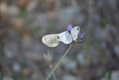 Dismorphiinae