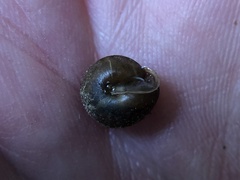 Cryptomastix germana