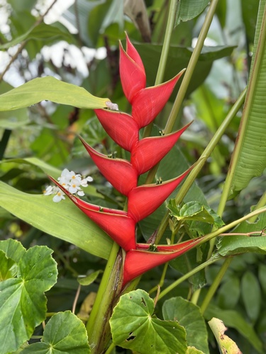 Heliconia stricta