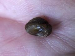 Cryptomastix germana