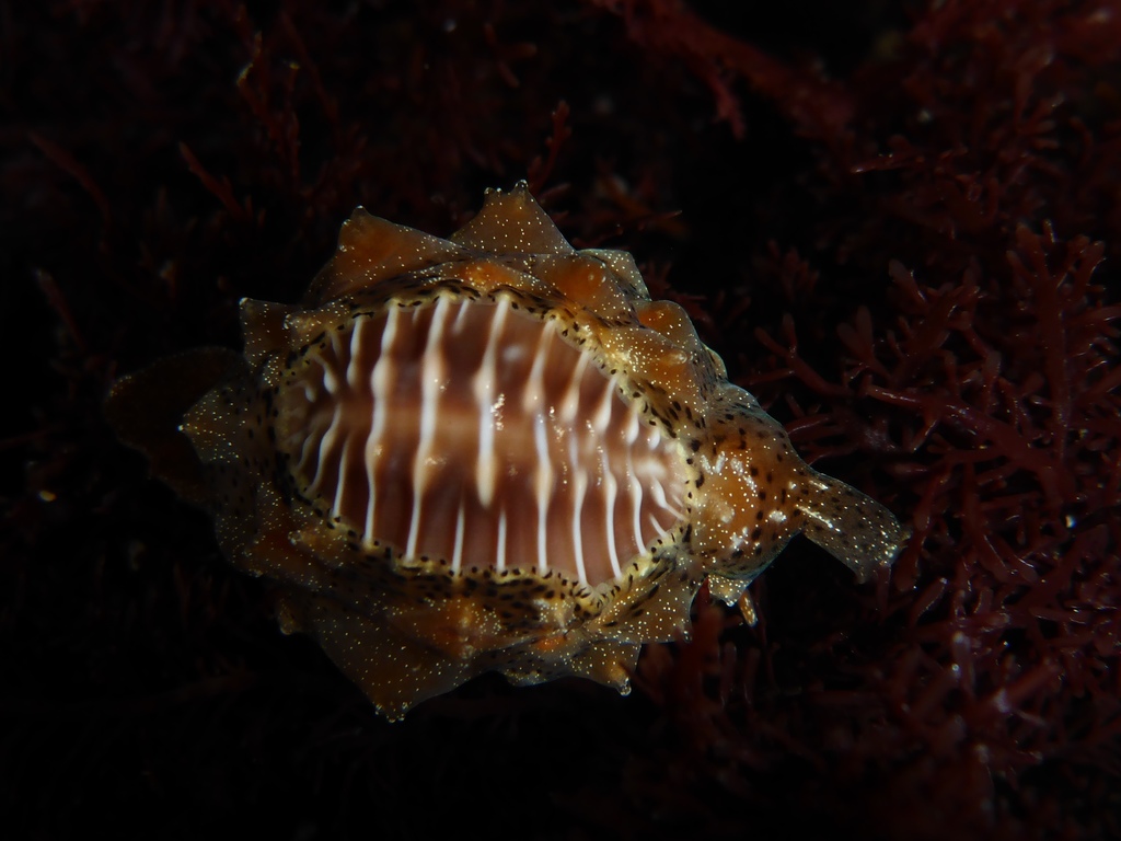 Bean cowries