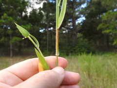 Dichanthelium scoparium