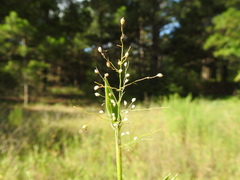 Dichanthelium scoparium