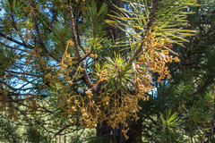 Arceuthobium americanum