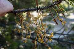 Arceuthobium americanum