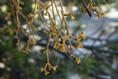 Arceuthobium americanum