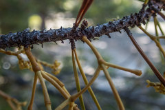 Arceuthobium americanum