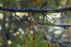 Arceuthobium americanum