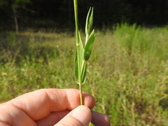 Dichanthelium scoparium