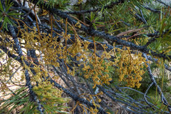 Arceuthobium americanum