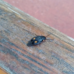 Euthyrrhapha pacifica