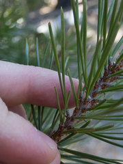 Arceuthobium americanum