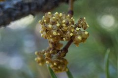 Arceuthobium americanum