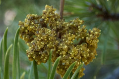 Arceuthobium americanum