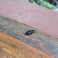 Euthyrrhapha pacifica