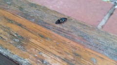 Euthyrrhapha pacifica