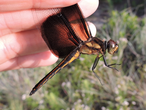 Widow Skimmer photo 3
