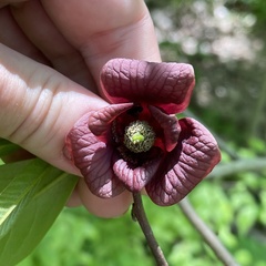 Asimina triloba