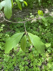 Asimina triloba