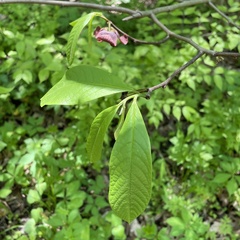 Asimina triloba