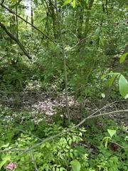 Asimina triloba