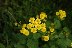 Sinosenecio oldhamianus
