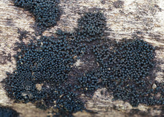 Byssosphaeria rhodomphala