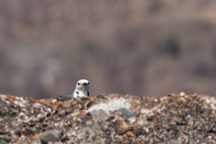 Motacilla alba baicalensis