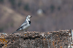 Motacilla alba baicalensis