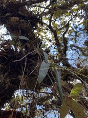 Prosthechea punctulata