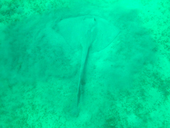 Pastinachus sephen