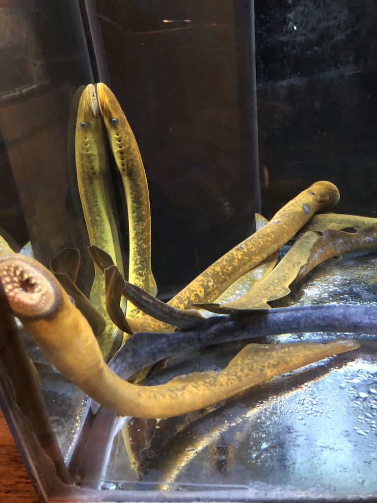 Sea Lamprey from Sycamore St, Cleveland, OH, US on December 22, 2018 at ...