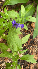 Salvia farinacea