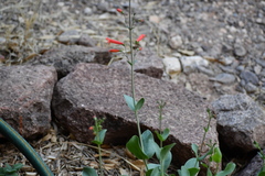 Penstemon havardii