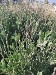 Limoniastrum monopetalum