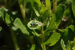 Sargus viridis