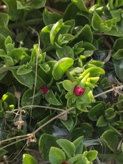 Mesembryanthemum cordifolium