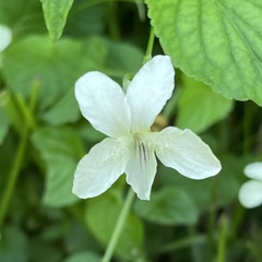 Viola